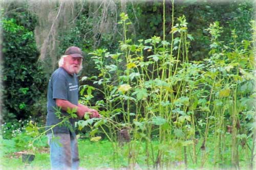 Whitey in the Okra Patch